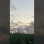 2023年 宮古島の朝６時の風景 #宮古島