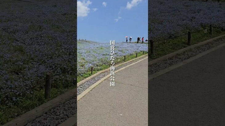 国営ひたち海浜公園