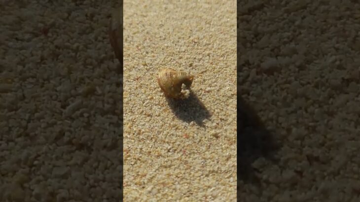 2023年 宮古島の砂浜でヤドカリと鬼ごっこ