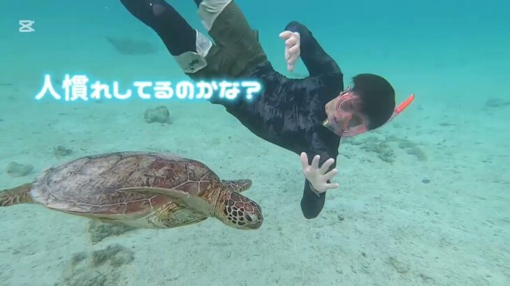 2023年 宮古島の旅。ビーチエントリーでウミガメ発見！