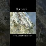 2023年 【子供向け】ネズミみたいなかわいいハゼ！？宮古島の海　#大阪万博