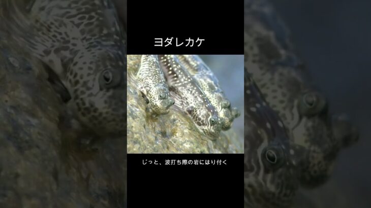 2023年 【子供向け】ネズミみたいなかわいいハゼ！？宮古島の海　#大阪万博