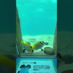 2023年 值得來看一下的海底世界 #旅行 #日本 #宮古島