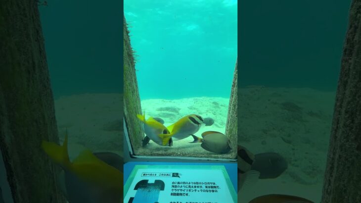 2023年 值得來看一下的海底世界 #旅行 #日本 #宮古島