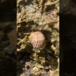 2023年 岩にへばり付いている生き物 #宮古島