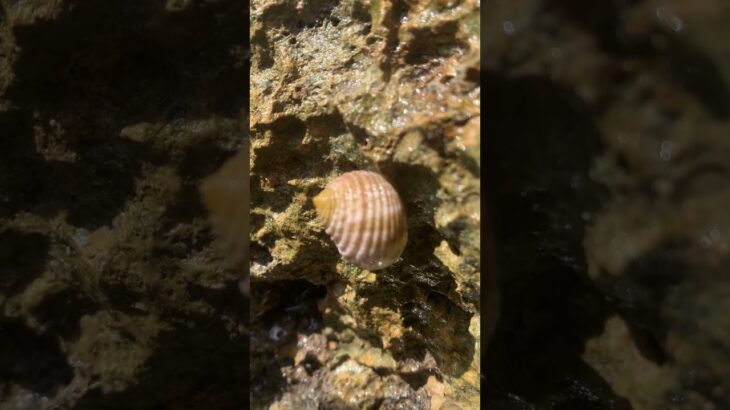 2023年 岩にへばり付いている生き物 #宮古島