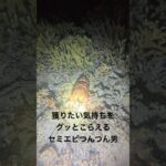 2023年 セミエビつんつん #宮古島 #素潜り漁師
