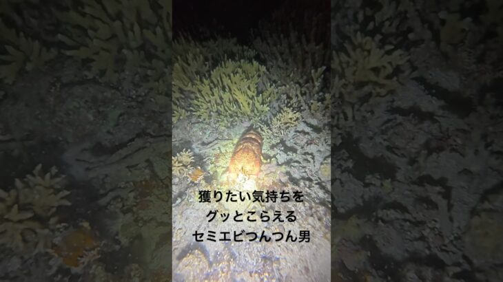2023年 セミエビつんつん #宮古島 #素潜り漁師