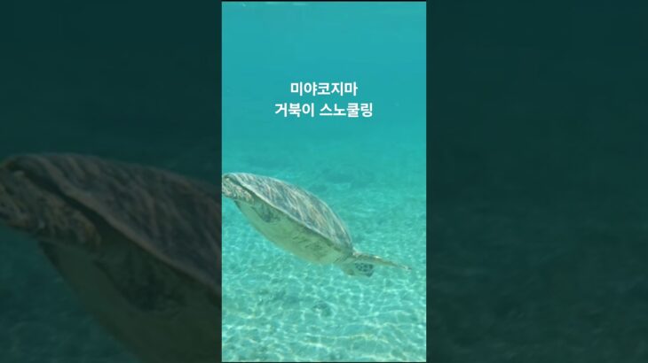 2023年 미야코지마 여행코스 거북이 스노쿨링 추천 #미야코지마 #미야코지마여행 #미야코지마거북이 #거북이 #거북이스노쿨링 #스노쿨링