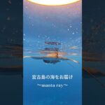 2023年 冬は宮古島でマンタに会える✨