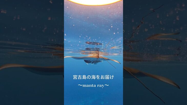 2023年 冬は宮古島でマンタに会える✨