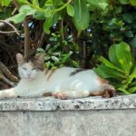 2023年 宮古島の猫