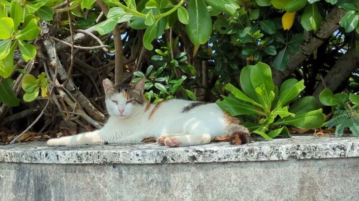 2023年 宮古島の猫