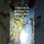 2023年 ハリセンボンが臭すぎた #宮古島 #ハリセンボン