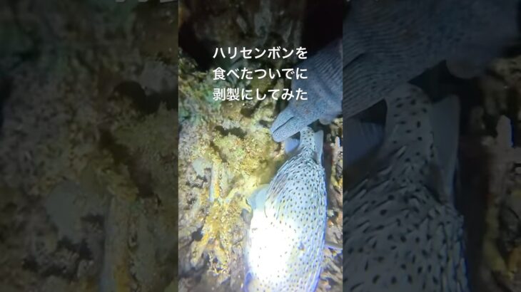 2023年 ハリセンボンが臭すぎた #宮古島 #ハリセンボン
