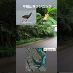 2023年 宮古島の山林でハラシロクイナと一緒にお散歩&ジョグ#アイアンマン #セカンドライフ #トライアスロン #宮古島 #ハラシロクイナ