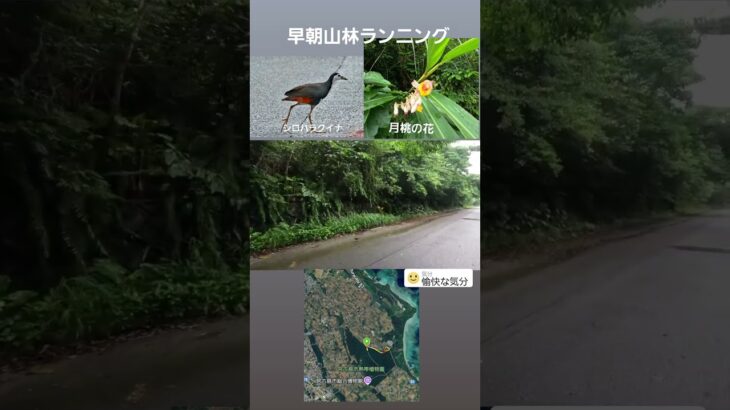 2023年 宮古島の山林でハラシロクイナと一緒にお散歩&ジョグ#アイアンマン #セカンドライフ #トライアスロン #宮古島 #ハラシロクイナ