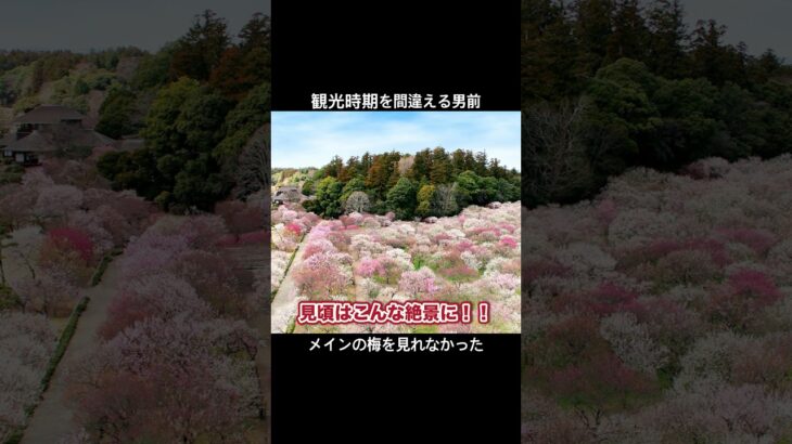 日本三名園の観光時期を間違えたハンサム！#日本一周 #旅行 #観光 #偕楽園 #男前 #梅園