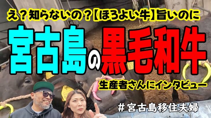 2023年 【衝撃】宮古島で黒毛和牛を育てる夫婦に会ってきた!(^^)!