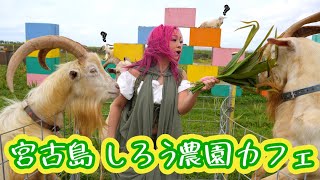 2023年 【宮古島たび】宮古島でヤギに食われる。絶品宮古そば！子どもも大人も遊べる農園カフェをご紹介！-しろう農園カフェ-