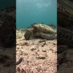2023年 宮古島のウミガメ餌を食べてる