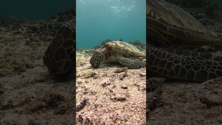 2023年 宮古島のウミガメ餌を食べてる