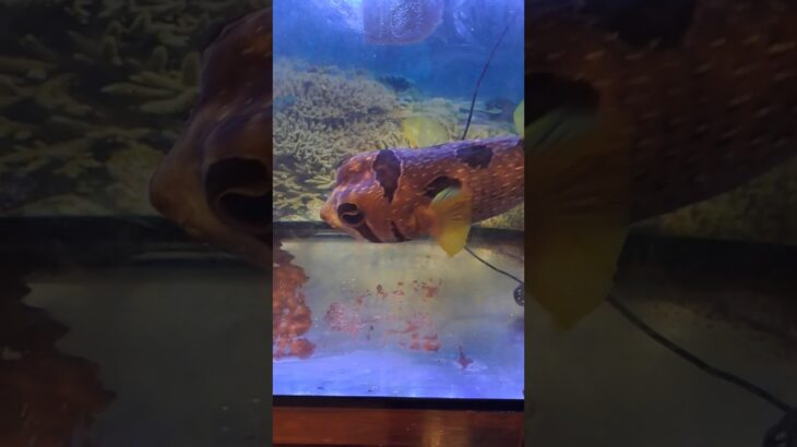 2023年 愛心眼睛的魚#魚#宮古島