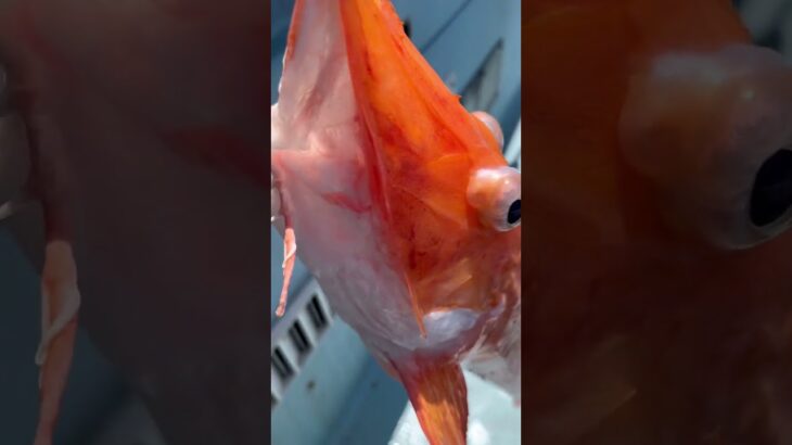 2023年 凪でなんか神秘的な宮古島の海⭐︎⭐︎深海魚の鎧まとったホウボウ釣れた(//∇//) #釣り #宮古島