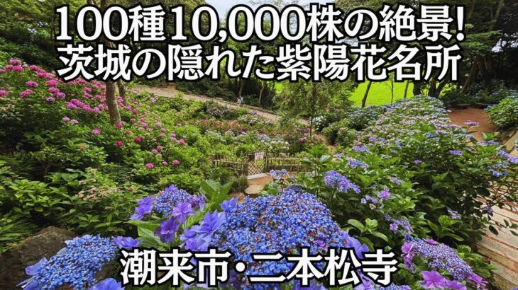 茨城潮来市二本松寺のあじさい祭り💐100種類の紫陽花と花手水が美しすぎる【茨城】