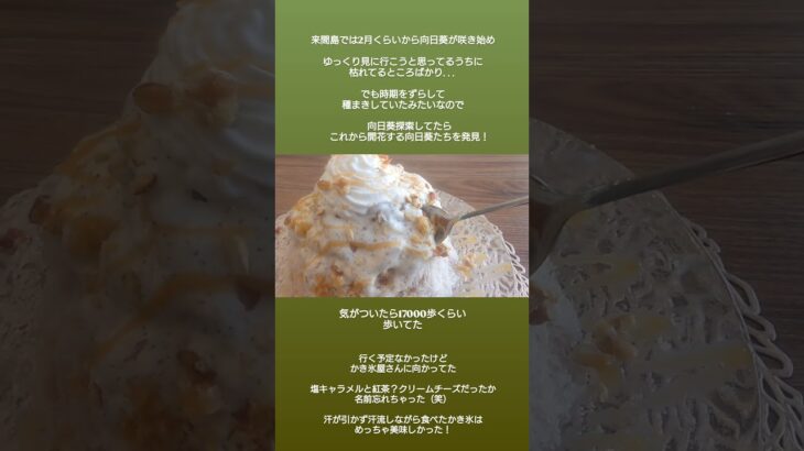 2023年 2月頃から開花し始める来間島の向日葵！まだまだ楽しめそう♪インスタにも公表してない期間限定かき氷にも出逢えた♪#リゾートバイト #リゾバ #向日葵 #ひまわり畑 #かき氷 #宮古島 #来間島