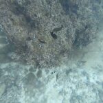 2023年 2024.7.9　宮古島：インギャーマリンガーデン（ﾐｽｼﾞﾘｭｳｷｭｳｽｽﾞﾒﾀﾞｲ）