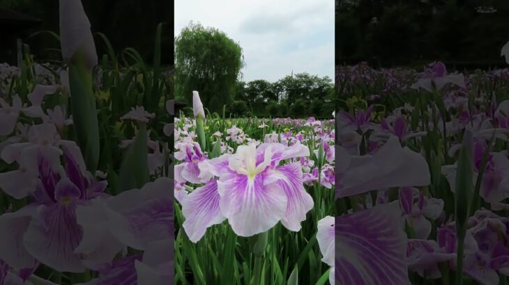 茨城・守谷の花スポット紹介｜四季の里公園で季節の花を満喫！ 2025 06 14