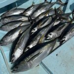 2023年 2025.5.24 宮古島　海宝丸II キハダマグロ　釣りざんまいチャンネル