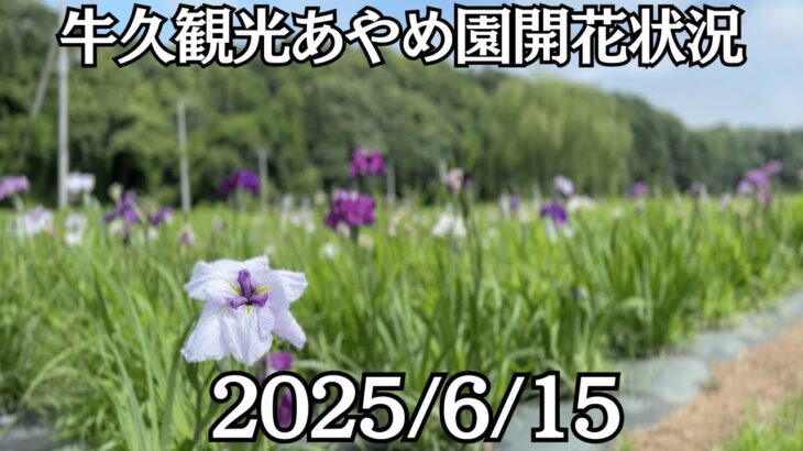 【牛久】牛久観光あやめ園💐今が見頃！2025/06/15【茨城】
