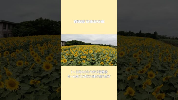 2023年 【宮古島】4〜6月はひまわり畑を探してドライブ🌻 #沖縄旅行 #okinawa #miyakoisland #宮古島