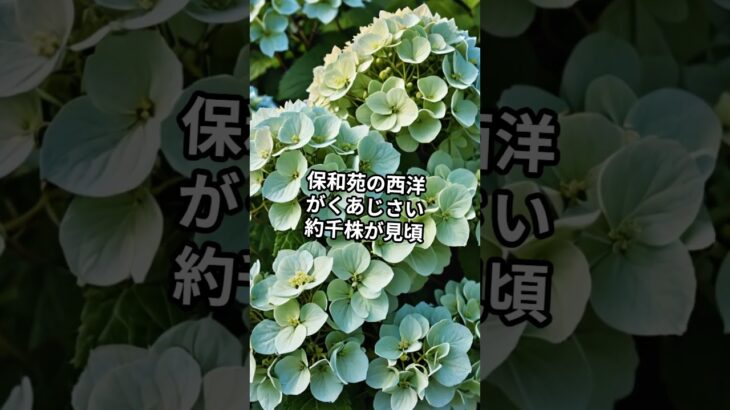 【週末おでかけ】6/29 茨城イベント完全ガイド #茨城県