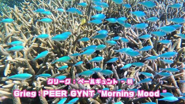 2023年 ４ｋ 「サンゴ礁と熱帯魚/6月9日撮影」「Coral reef and tropical fish」【 水中 UNDERWATER】【宮古島　海　サンゴ　魚　シュノーケリング　水族館　観光　移住】