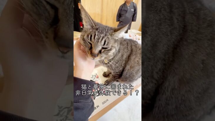 【日立市観光物産協会の職員が紹介する日立のオススメコーナー#7 】