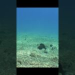 2023年 Fighiting fish 魚の戦い【宮古島】#shorts