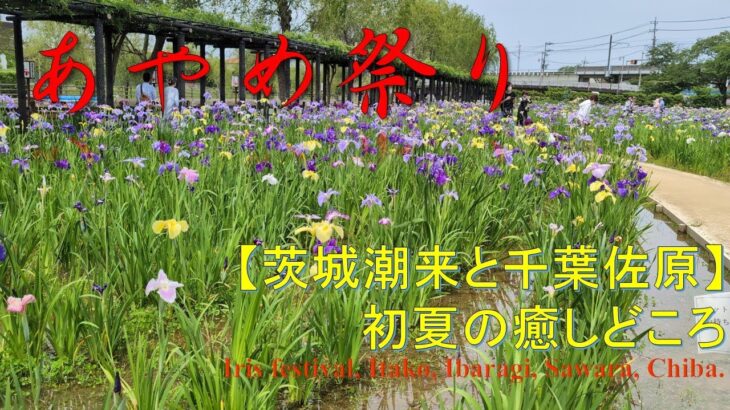 【観光】【今週末で終わり】潮来、佐原あやめ祭り Iris festival @Itako, ibaragi, @Sawara, Chiba