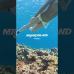 2023年 MIYAKOISLAND/ Swimming with mullets in『35END』  #Mullet #miyako #diving #ボラ #宮古島 #スキンダイビング #シュノーケリング