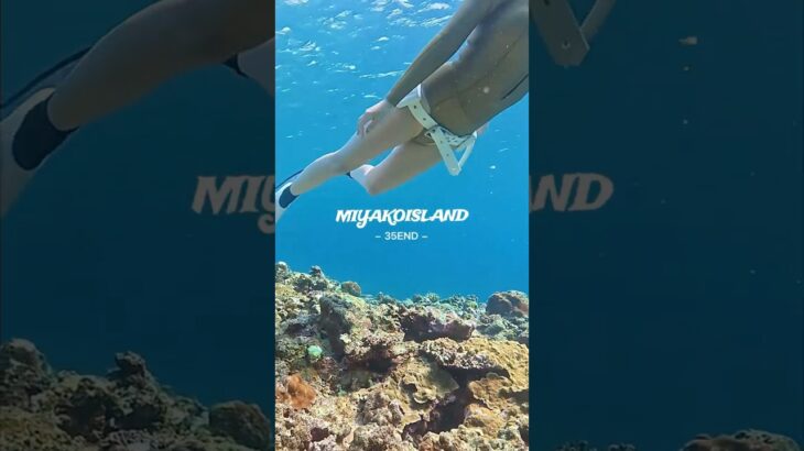 2023年 MIYAKOISLAND/ Swimming with mullets in『35END』  #Mullet #miyako #diving #ボラ #宮古島 #スキンダイビング #シュノーケリング