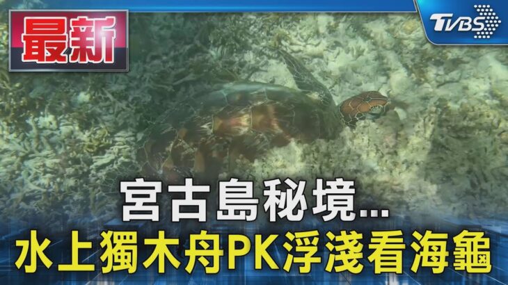 2023年 宮古島秘境… 水上獨木舟PK浮淺看海龜｜TVBS新聞 @TVBSNEWS01