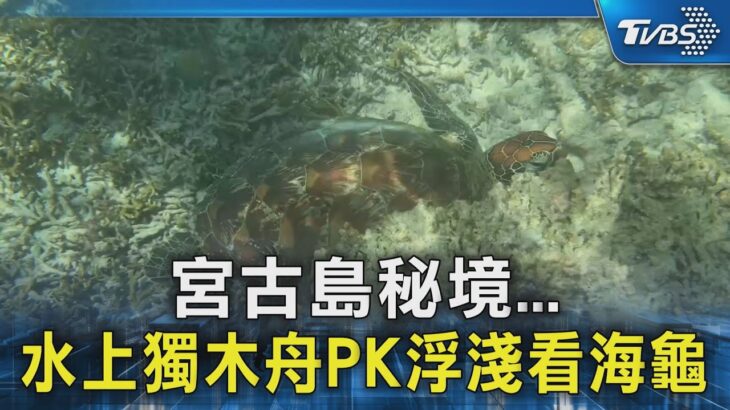 2023年 宮古島秘境… 水上獨木舟PK浮淺看海龜｜TVBS新聞 @TVBSNEWS02