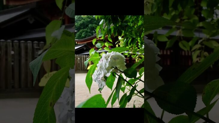 茨城県水戸市にある水戸八幡宮をオールドデジカメのRICOH CX2で撮影#写真 #神社仏閣 #パワースポット #旅行 #観光
