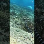 2023年 宮古島　シュノーケリング「海が綺麗過ぎて水族館」＃宮古島＃ウミガメツアー＃SUPツアー＃マリンジェット＃ウミガメ＃ニモ＃シュノーケル