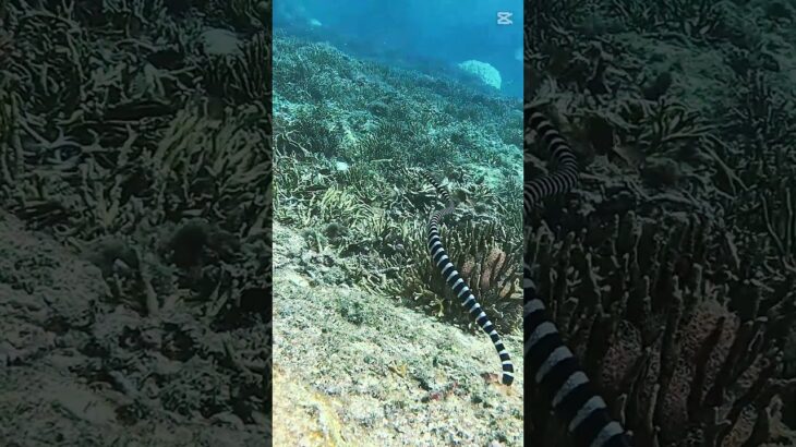 2023年 宮古島　シュノーケリング「海が綺麗過ぎて水族館」＃宮古島＃ウミガメツアー＃SUPツアー＃マリンジェット＃ウミガメ＃ニモ＃シュノーケル