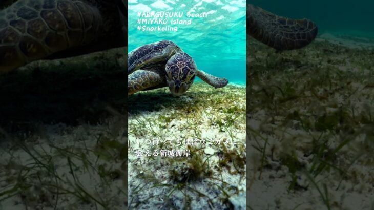 2023年 宮古島:新城海岸　The beach where you can meet sea turtles