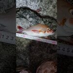2023年 #宮古島 #fishing