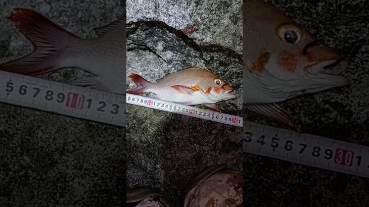2023年 #宮古島 #fishing
